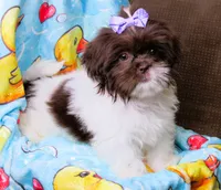 Stunning Dark Auburn and White Female - CKC Reg - Shih Tzu, a female Shih Tzu for sale in Lewisburg, TN – 2 of 10