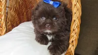 (PENDING) Dark Auburn Male w/White Chest - CKC Reg - Shih Tzu, a male Shih Tzu for sale in Lewisburg, TN – 9 of 10