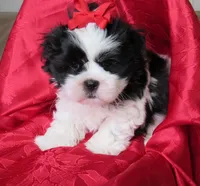 Stunning Black/White Shih Tzu Male - CKC - Ready, a male Shih Tzu for sale in Lewisburg, TN – 7 of 10