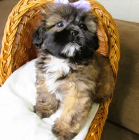 (PENDING) Brindle Beauty Female - CKC Reg - Shih Tzu, a female Shih Tzu for sale in Lewisburg, TN – 1 of 8
