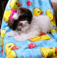Gorgeous White and Dark Auburn Liver Female - CKC Reg - Shih Tzu, a female Shih Tzu for sale in Lewisburg, TN – 6 of 9