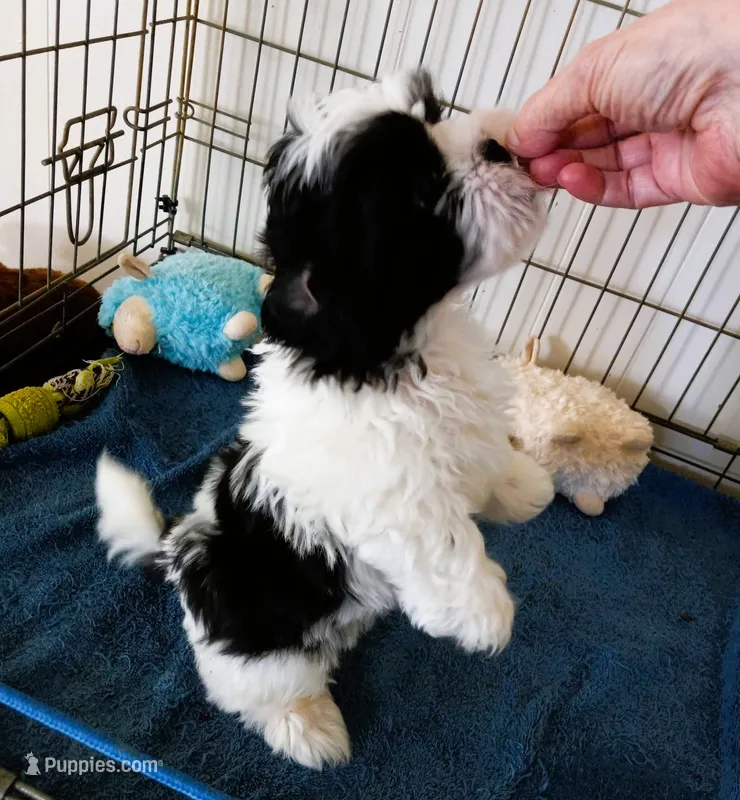 Stunning Black/White Shih Tzu Male - CKC - Ready – Shih Tzu puppy for sale in Lewisburg, TN