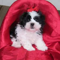Stunning Black/White Shih Tzu Male - CKC - Ready, a male Shih Tzu for sale in Lewisburg, TN – 3 of 10