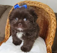 (PENDING) Dark Auburn Male w/White Chest - CKC Reg - Shih Tzu, a male Shih Tzu for sale in Lewisburg, TN – 4 of 10