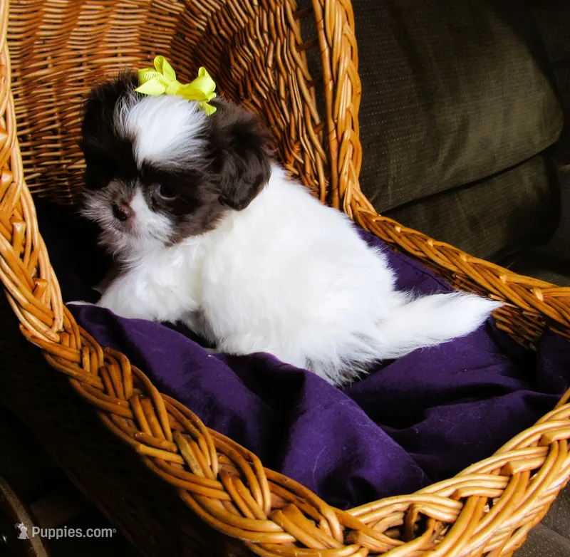 White and Dark Chocolate Female - CKC Reg - Shih Tzu – Shih Tzu puppy for sale in Lewisburg, TN