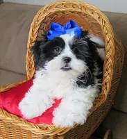 Black/White Shih Tzu Pup - Male - CKC - SMART - Knows Tricks, a male Shih Tzu for sale in Lewisburg, TN – 3 of 10
