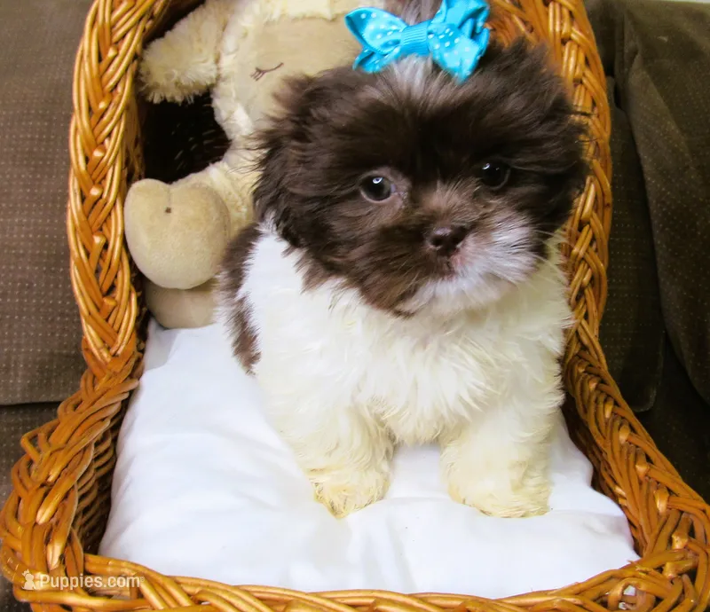 Dark Chocolate and White Female - CKC Reg - Shih Tzu – Shih Tzu puppy for sale in Lewisburg, TN