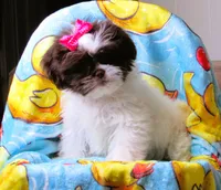 Gorgeous White and Dark Auburn Liver Female - CKC Reg - Shih Tzu, a female Shih Tzu for sale in Lewisburg, TN – 8 of 9