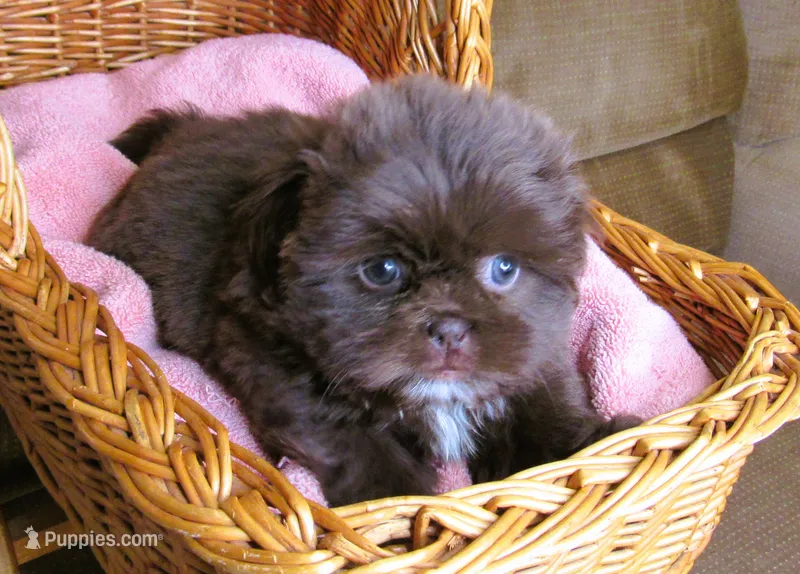 Dark Auburn Male w/White Chest - CKC Reg - Shih Tzu – Shih Tzu puppy for sale in Lewisburg, TN