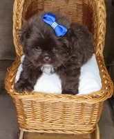 (PENDING) Dark Auburn Male w/White Chest - CKC Reg - Shih Tzu, a male Shih Tzu for sale in Lewisburg, TN – 3 of 10