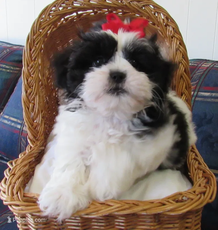 Stunning Black/White Shih Tzu Male - CKC - Ready – Shih Tzu puppy for sale in Lewisburg, TN