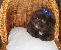 (PENDING) Dark Auburn Male w/White Chest - CKC Reg - Shih Tzu, a male Shih Tzu for sale in Lewisburg, TN – 10 of 10