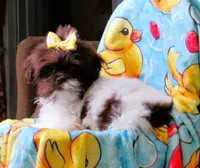 Stunning Dark Auburn and White Female - CKC Reg - Shih Tzu, a female Shih Tzu for sale in Lewisburg, TN – 5 of 10