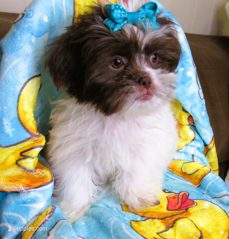 Gorgeous White and Dark Auburn Liver Female - CKC Reg - Shih Tzu – Shih Tzu puppy for sale in Lewisburg, TN