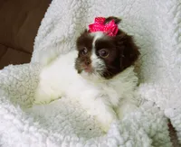 White and Dark Chocolate Female - CKC Reg - Shih Tzu, a female Shih Tzu for sale in Lewisburg, TN – 3 of 5