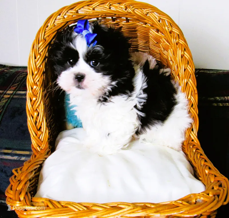 Stunning Black/White Shih Tzu Male - CKC - Ready – Shih Tzu puppy for sale in Lewisburg, TN