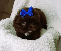 Dark Chocolate Male w/White Chest - CKC Reg - Shih Tzu, a male Shih Tzu for sale in Lewisburg, TN – 2 of 4