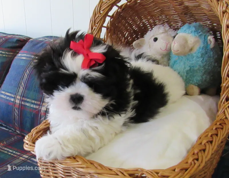 Stunning Black/White Shih Tzu Male - CKC - Ready – Shih Tzu puppy for sale in Lewisburg, TN