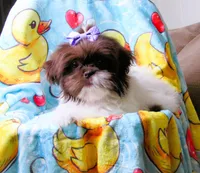 Stunning Dark Auburn and White Female - CKC Reg - Shih Tzu, a female Shih Tzu for sale in Lewisburg, TN – 10 of 10