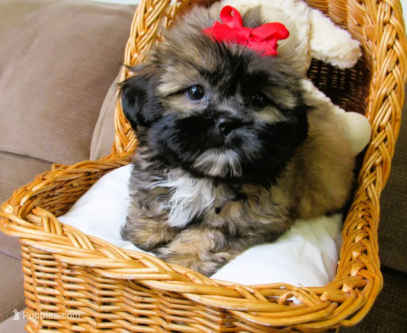 (PENDING) Brindle Beauty Female - CKC Reg - Shih Tzu – Shih Tzu puppy for sale in Lewisburg, TN