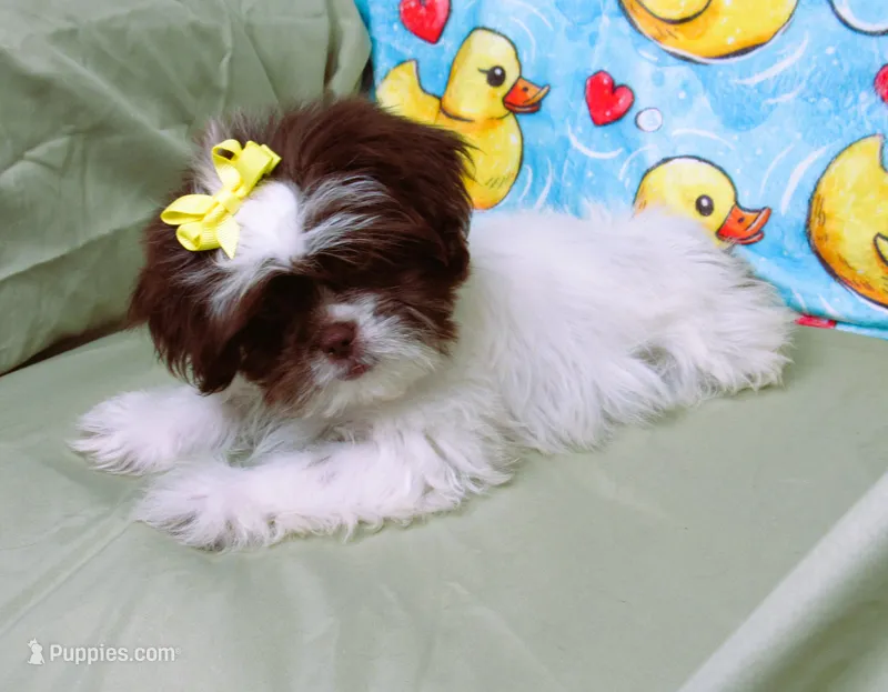 Gorgeous White and Dark Auburn Liver Female - CKC Reg - Shih Tzu – Shih Tzu puppy for sale in Lewisburg, TN