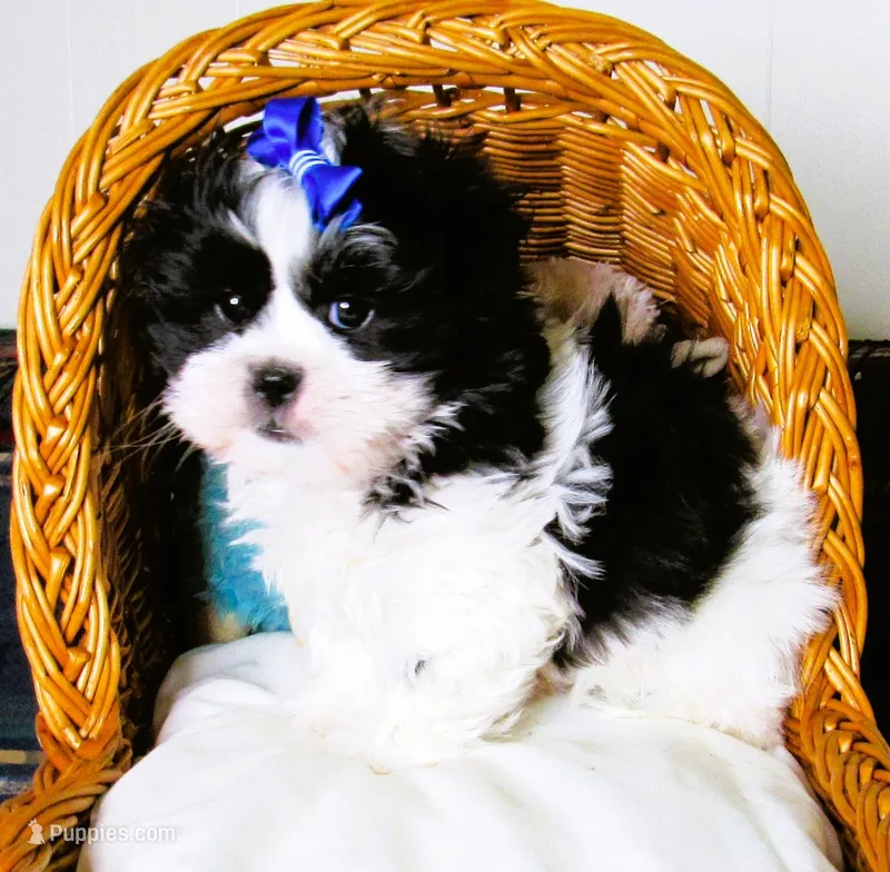 Stunning Black/White Shih Tzu Male - CKC - Ready – Shih Tzu puppy for sale in Lewisburg, TN