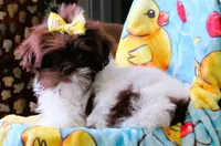 Stunning Dark Auburn and White Female - CKC Reg - Shih Tzu, a female Shih Tzu for sale in Lewisburg, TN – 6 of 10