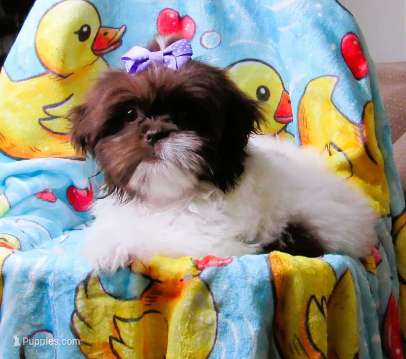 Stunning Dark Auburn and White Female - CKC Reg - Shih Tzu – Shih Tzu puppy for sale in Lewisburg, TN