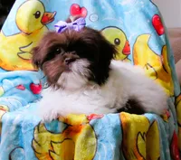 Stunning Dark Auburn and White Female - CKC Reg - Shih Tzu, a female Shih Tzu for sale in Lewisburg, TN – 1 of 10