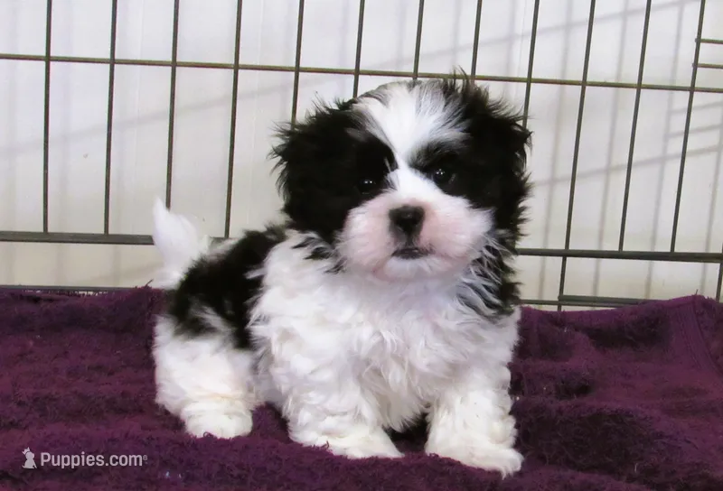 Stunning Black/White Shih Tzu Male - CKC - Ready – Shih Tzu puppy for sale in Lewisburg, TN
