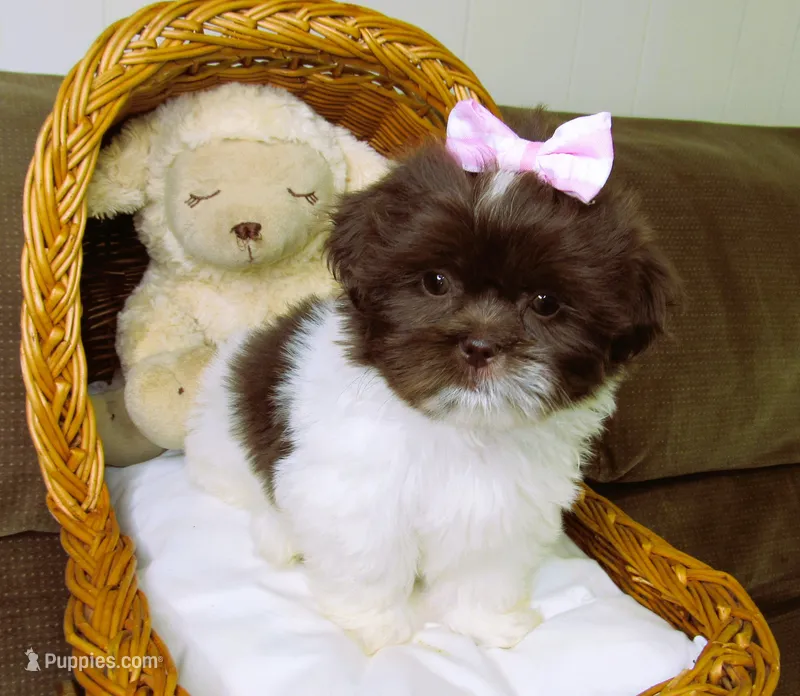 Dark Chocolate and White Female - CKC Reg - Shih Tzu – Shih Tzu puppy for sale in Lewisburg, TN