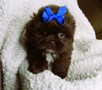 Dark Chocolate Male w/White Chest - CKC Reg - Shih Tzu, a male Shih Tzu for sale in Lewisburg, TN – 4 of 4