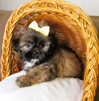 (PENDING) Brindle Beauty Female - CKC Reg - Shih Tzu, a female Shih Tzu for sale in Lewisburg, TN – 2 of 8
