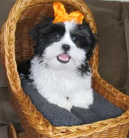Black/White Shih Tzu Pup - Male - CKC - SMART - Knows Tricks, a male Shih Tzu for sale in Lewisburg, TN – 7 of 10