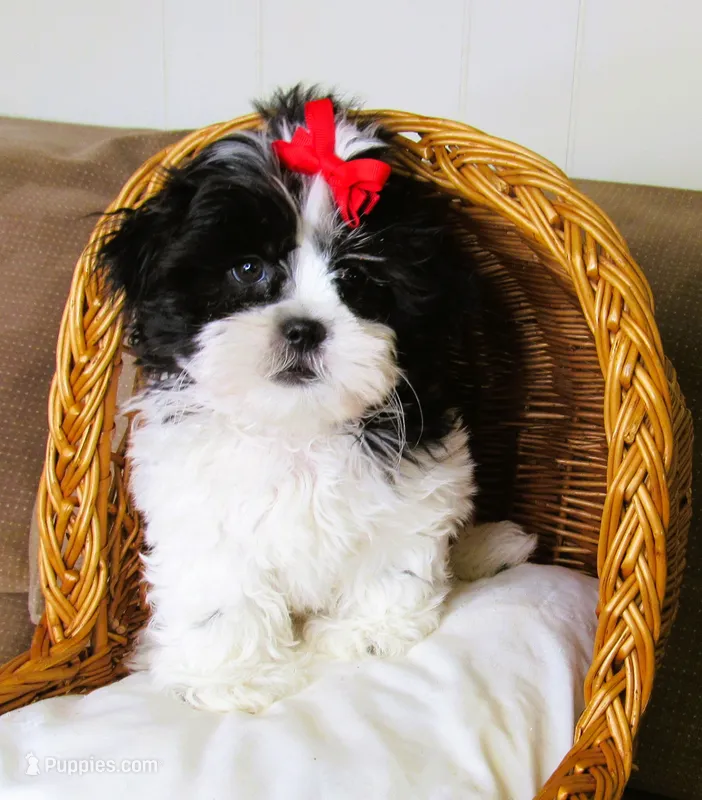 Stunning Black/White Shih Tzu Male - CKC - Ready – Shih Tzu puppy for sale in Lewisburg, TN