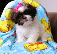 Gorgeous White and Dark Auburn Liver Female - CKC Reg - Shih Tzu, a female Shih Tzu for sale in Lewisburg, TN – 3 of 9