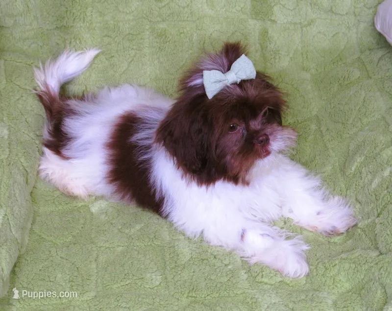 Stunning Dark Auburn and White Female - CKC Reg - Shih Tzu – Shih Tzu puppy for sale in Lewisburg, TN