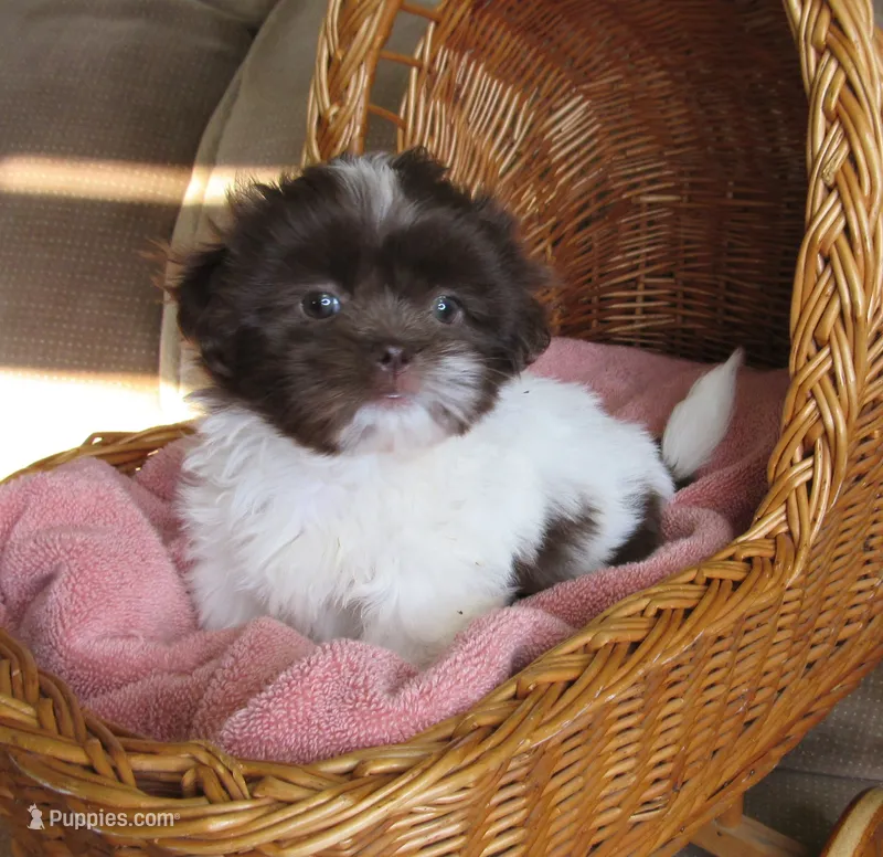 Dark Chocolate and White Female - CKC Reg - Shih Tzu – Shih Tzu puppy for sale in Lewisburg, TN