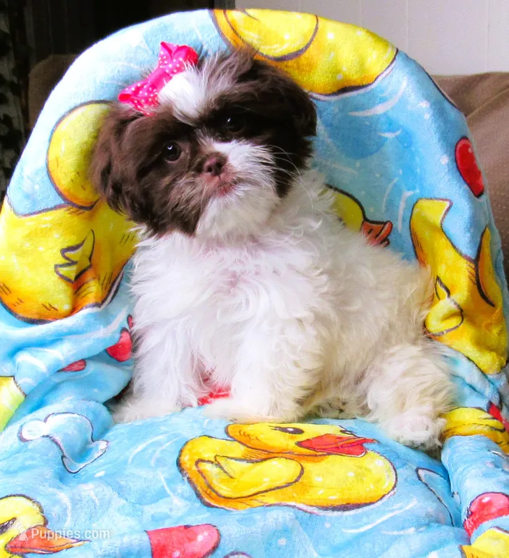 Gorgeous White and Dark Auburn Liver Female - CKC Reg - Shih Tzu – Shih Tzu puppy for sale in Lewisburg, TN
