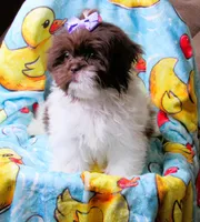 Stunning Dark Auburn and White Female - CKC Reg - Shih Tzu, a female Shih Tzu for sale in Lewisburg, TN – 3 of 10