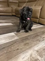 Brindle female (purple collar), a female Cane Corso for sale in Brooksville, FL – 4 of 7