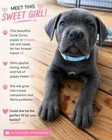 Blue female (blue collar), a female Cane Corso for sale in Brooksville, FL – 1 of 8