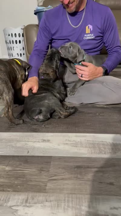 Blue female (blue collar), a female Cane Corso for sale in Brooksville, FL – 8 of 8
