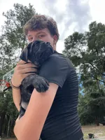 Brindle female (purple collar), a female Cane Corso for sale in Brooksville, FL – 3 of 7