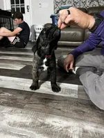 Male Brindle (red collar) puppy, a male Cane Corso for sale in Brooksville, FL – 3 of 6