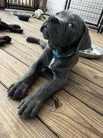 Blue female (blue collar), a female Cane Corso for sale in Brooksville, FL – 3 of 8