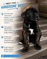 Male Brindle (red collar) puppy, a male Cane Corso for sale in Brooksville, FL – 1 of 6