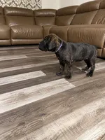 Brindle female (purple collar), a female Cane Corso for sale in Brooksville, FL – 5 of 7