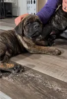 yellow collar Brindle, a male Cane Corso for sale in Brooksville, FL – 3 of 8