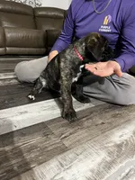 Male Brindle (red collar) puppy, a male Cane Corso for sale in Brooksville, FL – 2 of 6